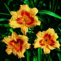 Laliovka Black Eyed Stella