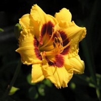 Laliovka Siloam Jandee