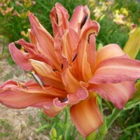 Laliovka Double Pompon