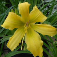 Laliovka Ben Bachman