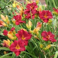 Laliovka Siloam Show Girl