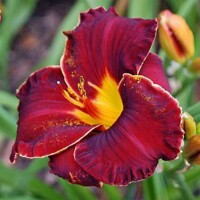 Laliovka Spacecoast Rebel Yell