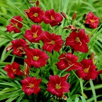 Laliovka Eenie Fanfare