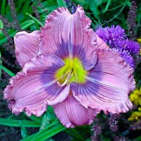 Laliovka Siloam New Toy