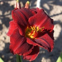 Laliovka Broadway Attraction