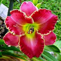 Laliovka Painting The Rose Red