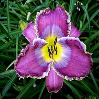 Laliovka Paradise Tanager