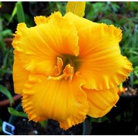 Laliovka Spacecoast Golden Thimble