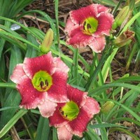 Laliovka Lovely Ladybug