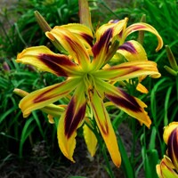 Laliovka Free Wheelin