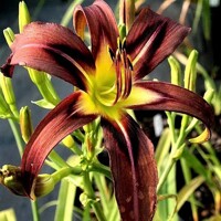 Laliovka Black Arrowhead