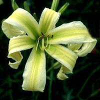 Laliovka Heavenly Flight Of Angels