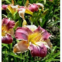 Laliovka Longfields Woodpecker