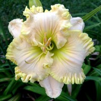 Laliovka Wonder Of It All