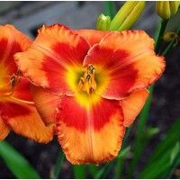 Laliovka Spacecoast Firestarter