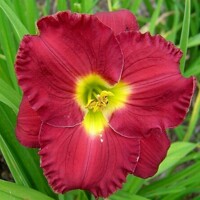 Laliovka Siloam Paul Watts