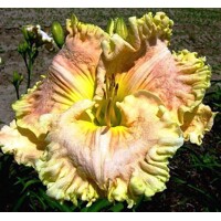 Laliovka Judy Farquhar