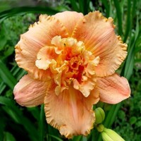 Laliovka Jerry Pate Williams