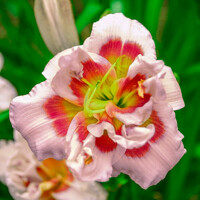 Laliovka Forty Second Street