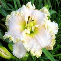 Laliovka Spacecoast White Chocolate