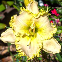 Laliovka Chorus Of Angels