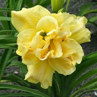 Laliovka Yellow Submarine