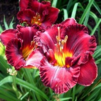 Laliovka Lils Red Wagon