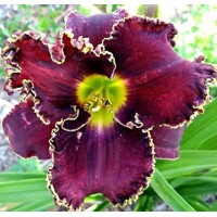 Laliovka Johnny Cash