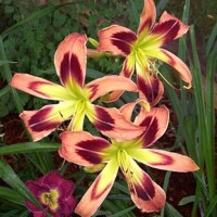 Laliovka Wild and Wonderful