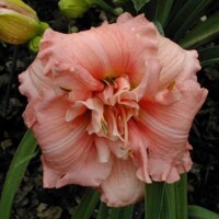 Laliovka Double Pink Zephyr