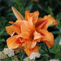 Laliovka Double Orange Zephyr