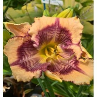 Laliovka Design Spider