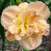 Laliovka Pumpkin Giant