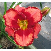 Laliovka Orange Cherry Jubilee