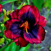 Laliovka Broadway Last Mohican