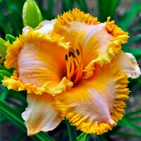 Laliovka Bass Gibbon