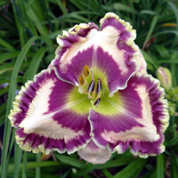 Laliovka Born To Te Wild