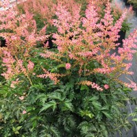 Astilba Heenie Graafland