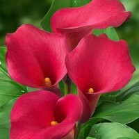 Kala Captain Hollywood