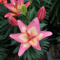 Lalia nízka Joy Pink