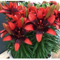 Lalia nízka Tiny Shadow