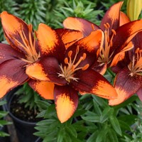 Lalia nízka Tiny Lion