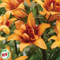 Lalia plná Double Love