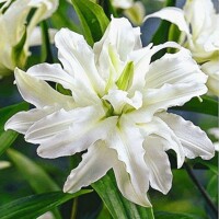 Lalia plná Polar Star