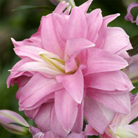 Lalia plná Lotus Dream