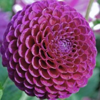 Dahlia Geerling Babette