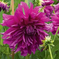 Dahlia Purple Taiheijo