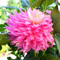 Dahlia Sir Alf Ramsey