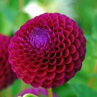 Dahlia Downham Royal