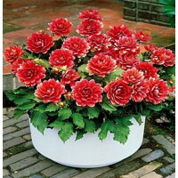 Dahlia Berliner Kleene